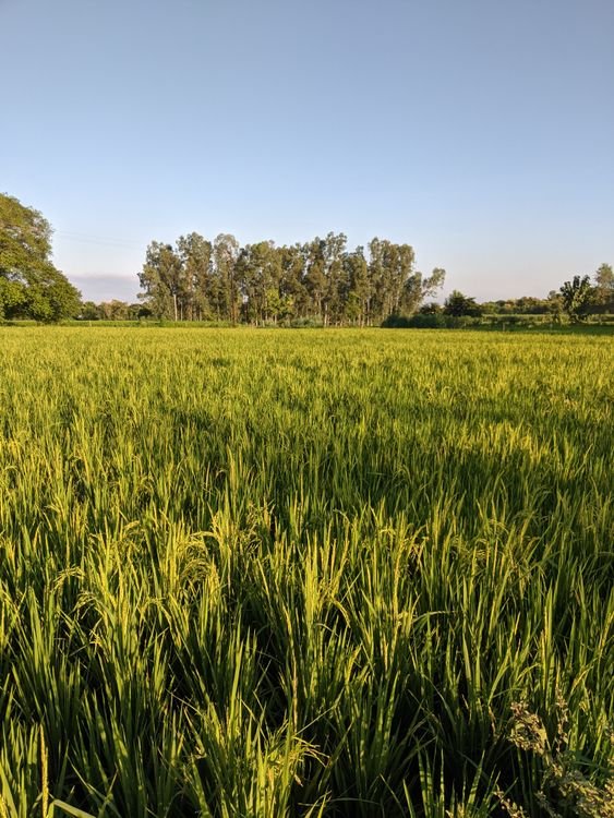 Green countryside landscape in India